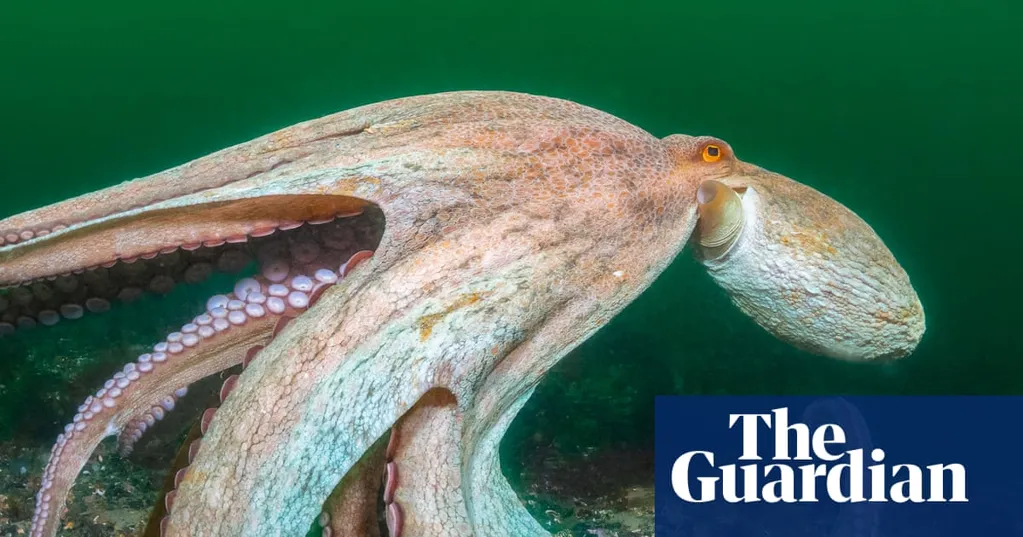 2025 is 'year of the octopus' as record numbers spotted off England's south coast