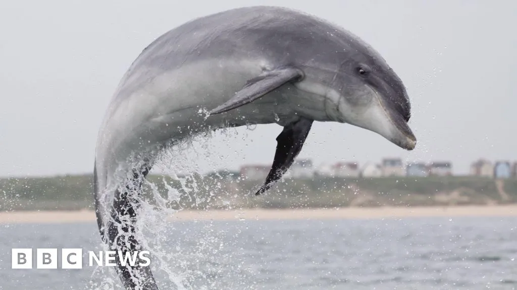 Pod of hundreds of dolphins causing 'quite a stir' in Scarborough