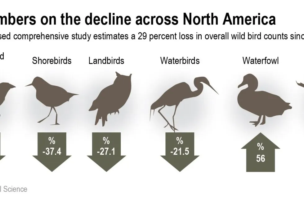 Where have the wild birds gone? 3 billion fewer than 1970