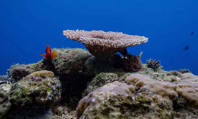 Things to know about the High Seas Treaty as it takes effect