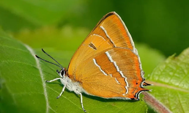 Egg hunt reveals record numbers for rare butterflies after hedges...