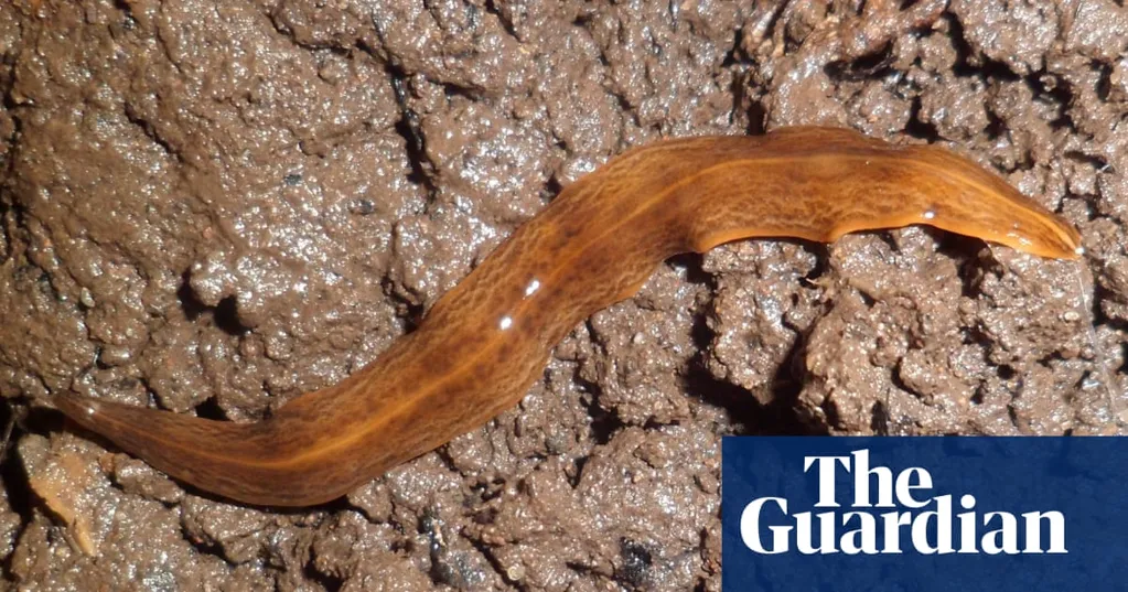 Pot-plant trade is 'hitchhiker pathway' for invasive flatworms, say UK experts
