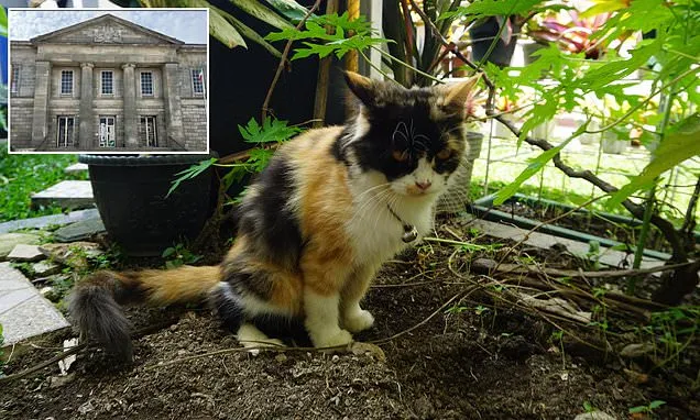 MARY CARR: Precious cat owners would be wise to remember ONE thing...