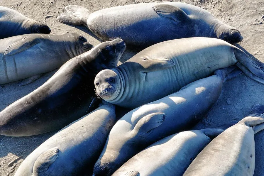 Miniature Airways Grown In A Lab Reveal Which Animals Flu Can Infect