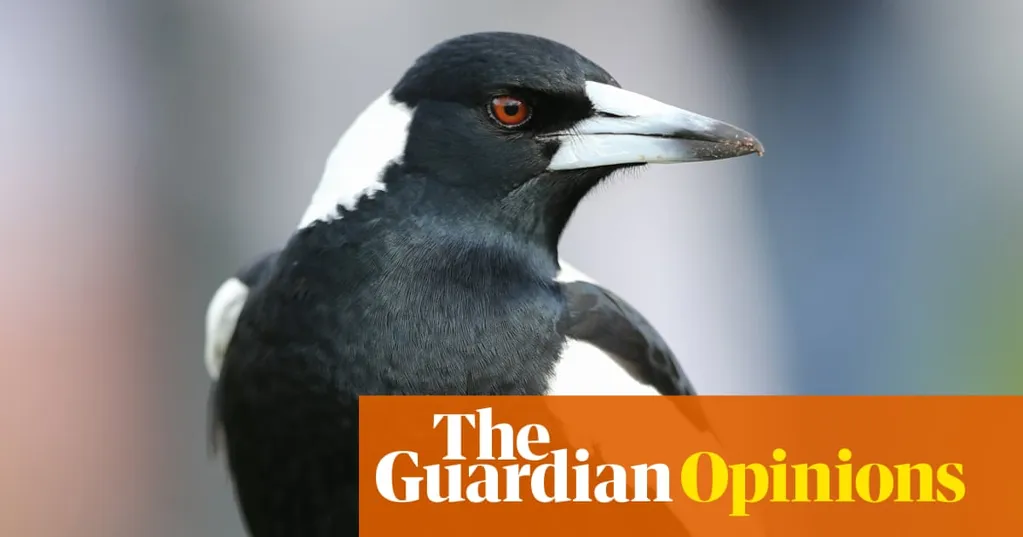 I've always admired the magpie for its beauty and spite - so much so I got one tattooed on my arm | Patrick Lenton