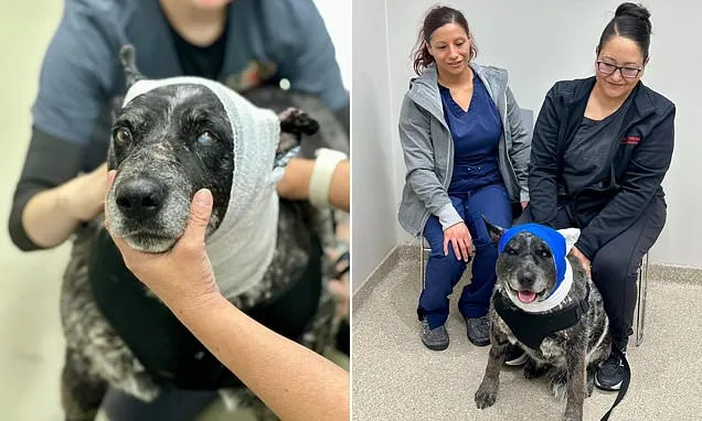 Half-blind dog survives fighting off a BEAR to protect her family