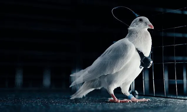 Putin scientists unveil 'spy pigeons fitted with brain implants'