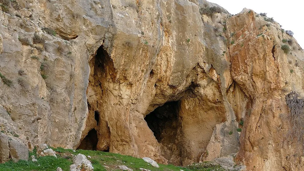 Lost tree from Bible is resurrected from 1,000-year-old mystery seed