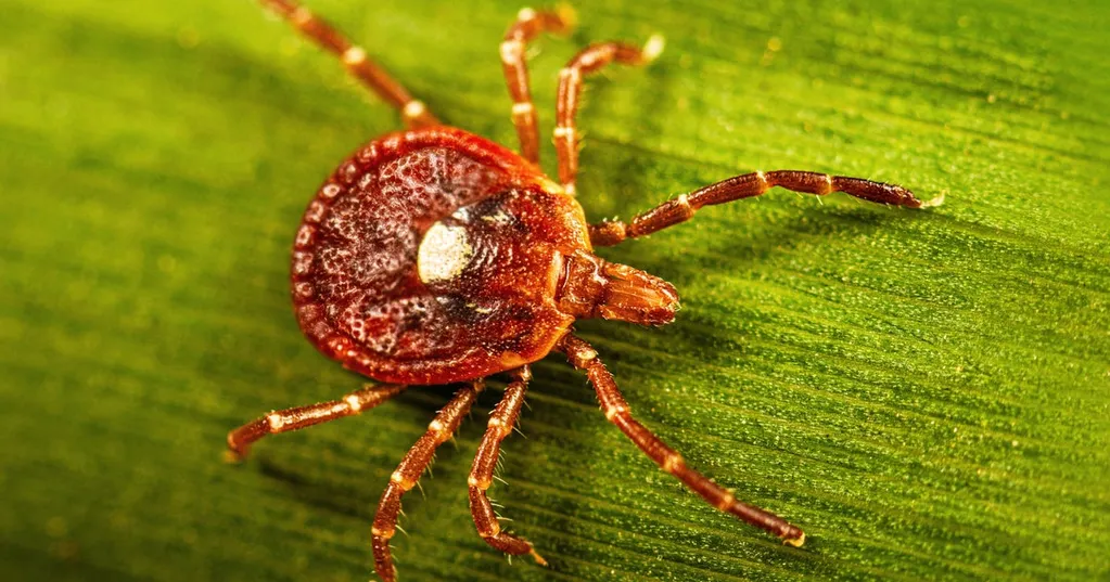 Alpha-gal syndrome from Lone Star tick bites 