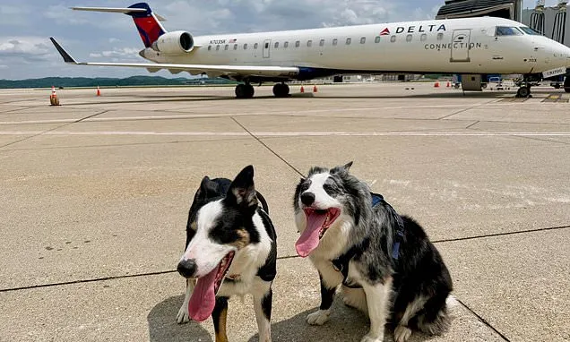 Meet Hercules and Ned, the border collies fending off wildlife at...