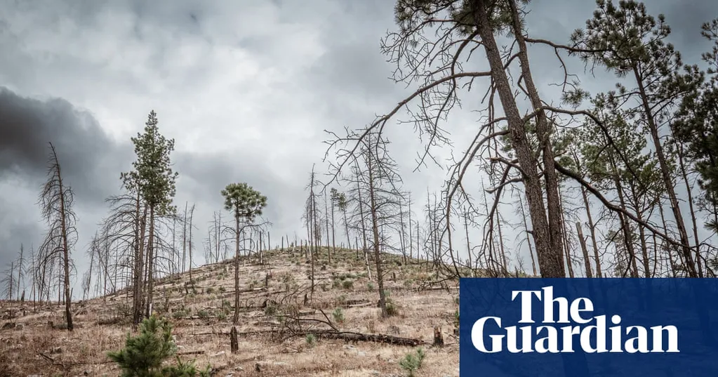 Logging, murder and money: can Mexico's ancient forests be saved from the cartels?