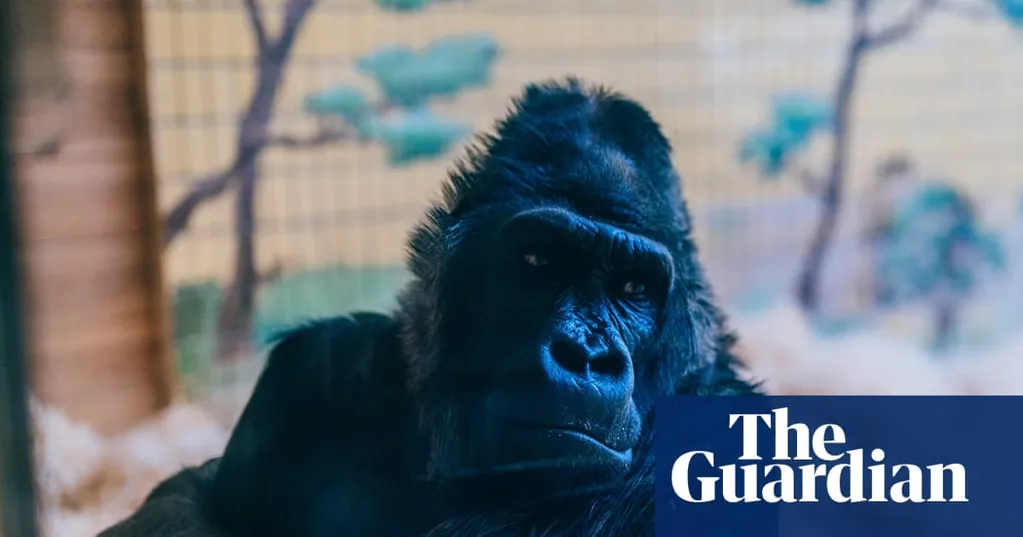 Kyiv zoo braves blackouts and bombardment to keep animals warm