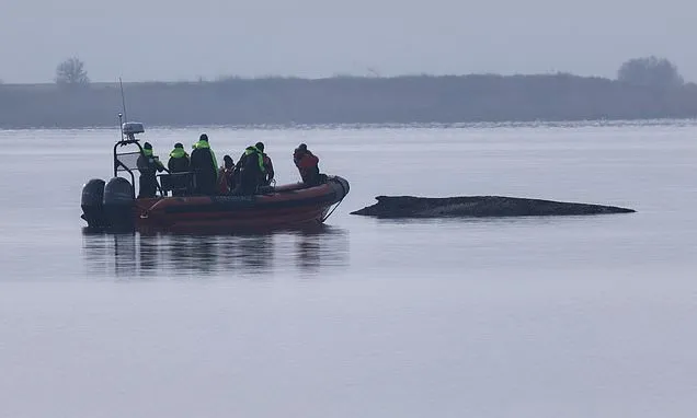 Rescuers give up hope for the humpback whale stranded in the Baltic...