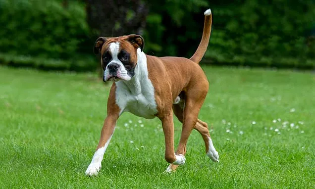 The dog breeds most likely to suffer tail injury - Boxers top the list