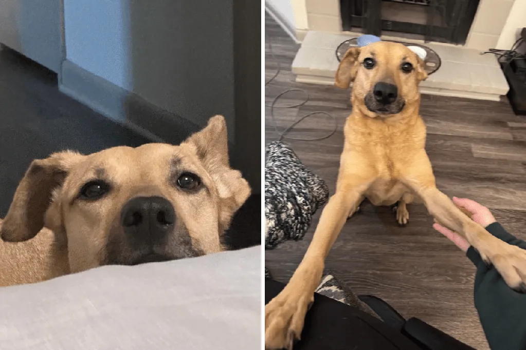 Dog owner realizes they left door open -- then comes unexpected delivery photo