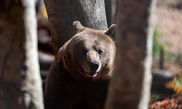 Bears in the backyard, wolves at the door: Greek villages have a...