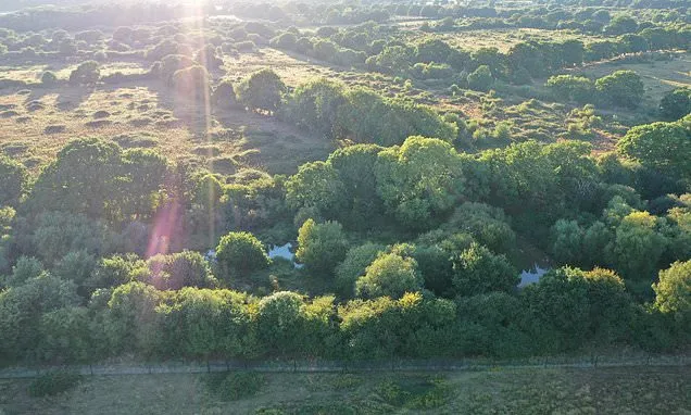 Bird, butterfly and dragonfly numbers soar at flagship rewilding...