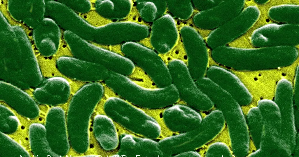 Flesh-Eating Bacteria Have Killed 4 People In Florida  --  Here's How They're Spreading