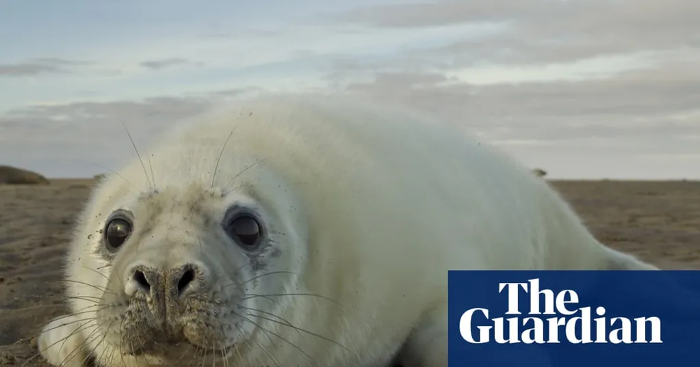 A Year With the Seals review - what to know about the elusive sea creature
