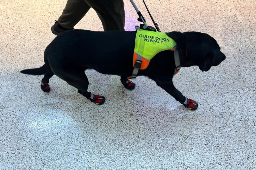 Woman notices guide dog on flight -- shocked by passengers' 