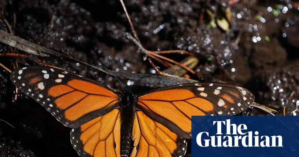 Mexico's monarch butterfly population jumps 64%, offering hope for at-risk species