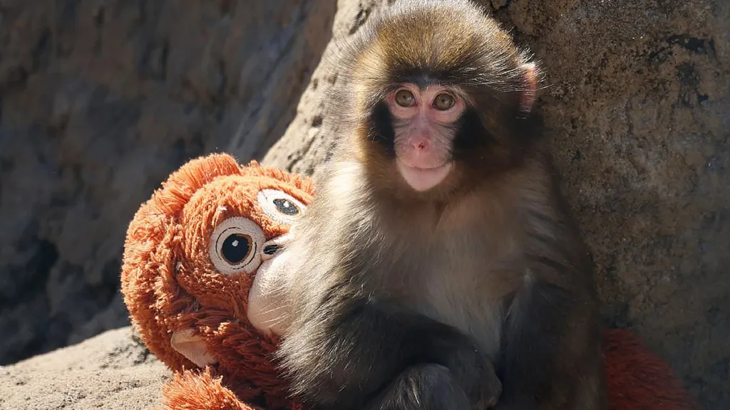 What will happen to Punch the monkey? Scientists reveal macaque's fate