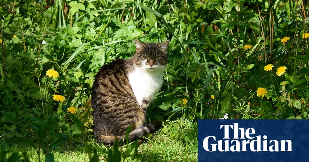 From neat lawns to wild havens: how No Mow May is transforming England's gardens