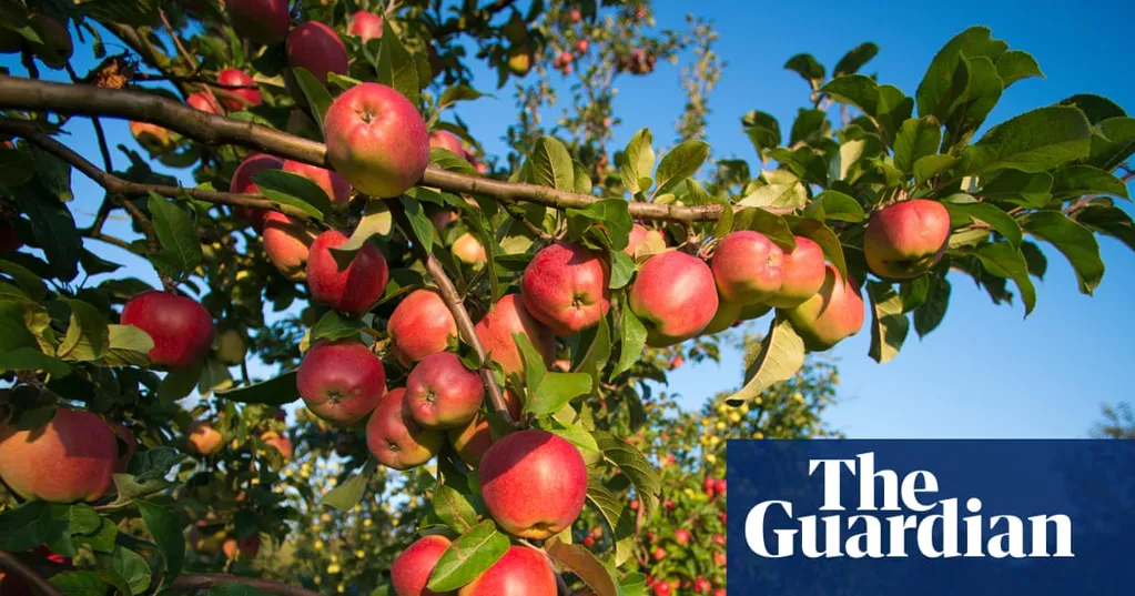 'Cider to the power of 10': bumper apple harvest has UK cider makers drooling