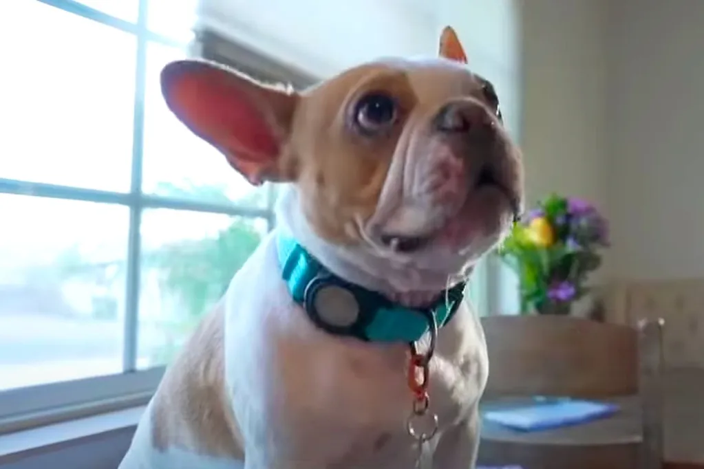 Couple Claims Mail Carrier Gave Family Dog Pepper Sprayed Letters
