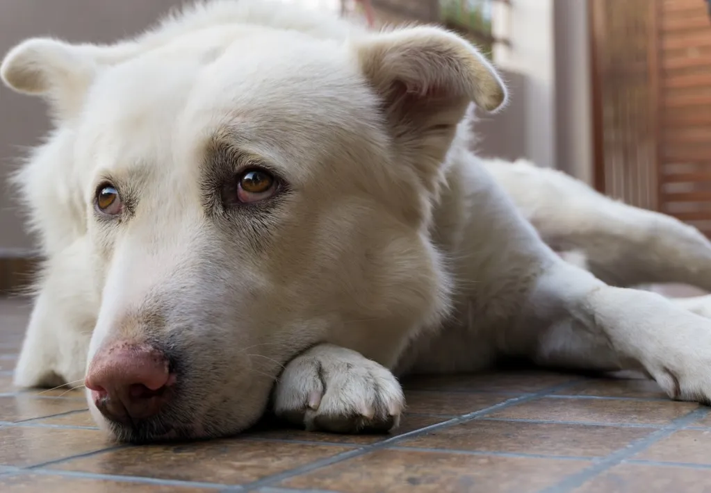 Scientists warn of 17 signs of pain in dogs, and they're not all obvious