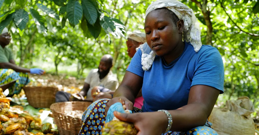Chocolate giants back UK regulation to help small farmers as deforestation rules bite