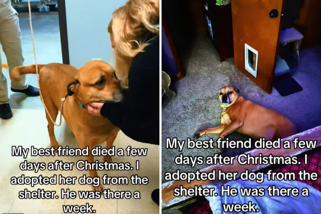 Dog ends up in shelter after owner dies, tears at what best friend decides