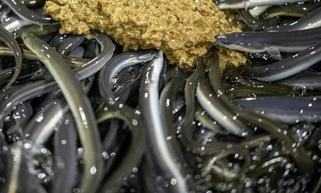 Japan's eel delicacy faces global conservation pressure