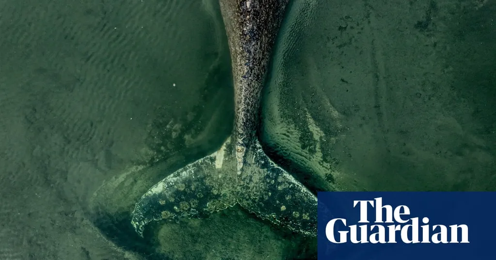 Stranded and dying, the German whale is a parable of our troubled relationship with these sea giants