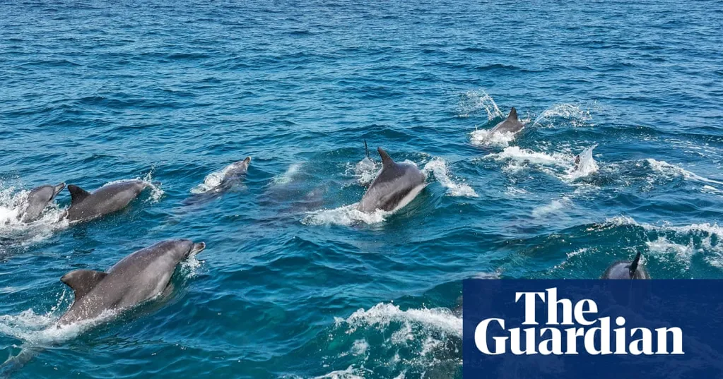 Could giving this pod of dolphins the same legal rights as humans help keep them safe?