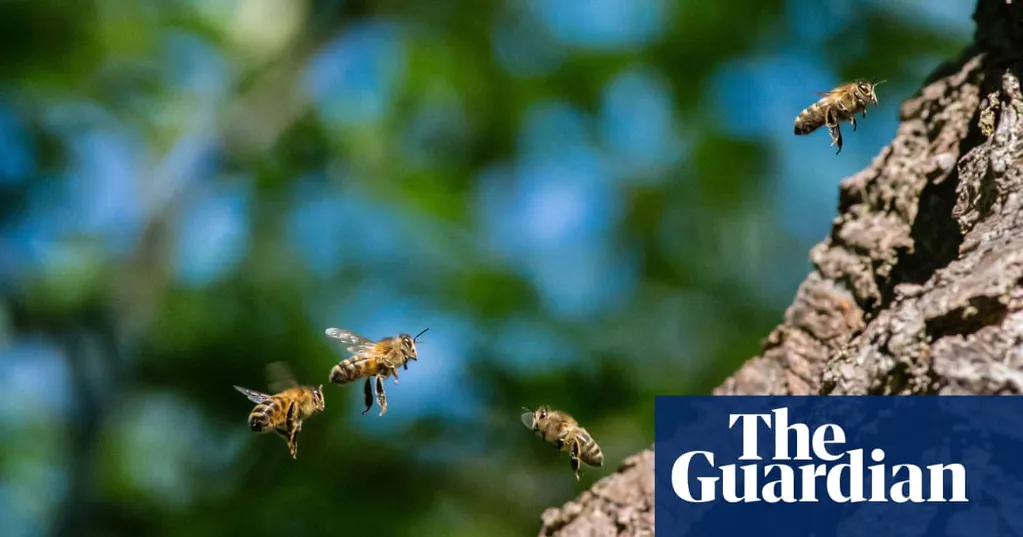 Number of wild bee species at risk of extinction in Europe doubles in 10 years