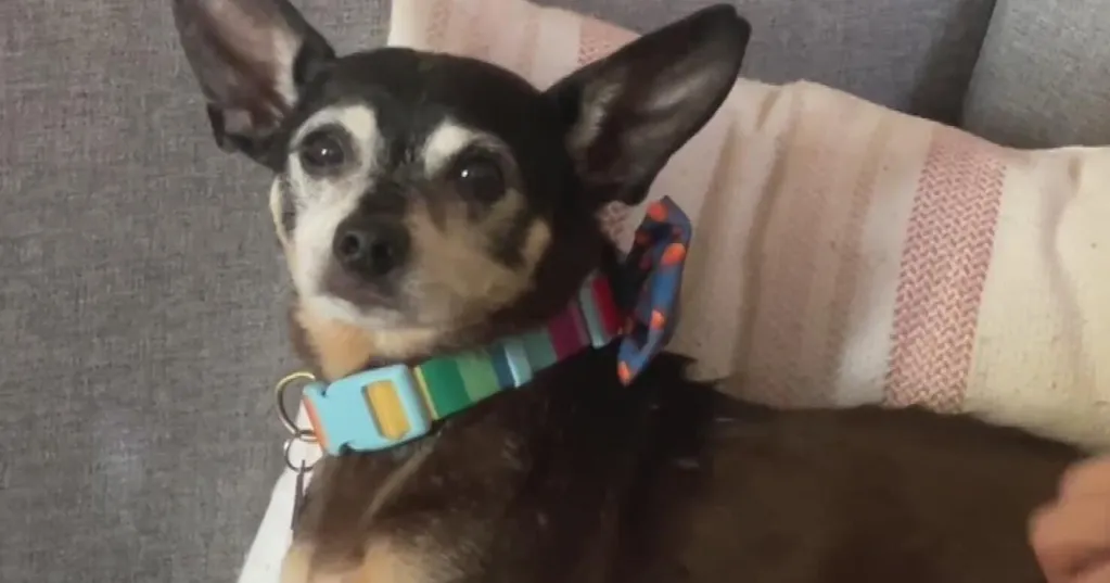 Alameda family stunned after unknowingly adopting the father of their deceased dog