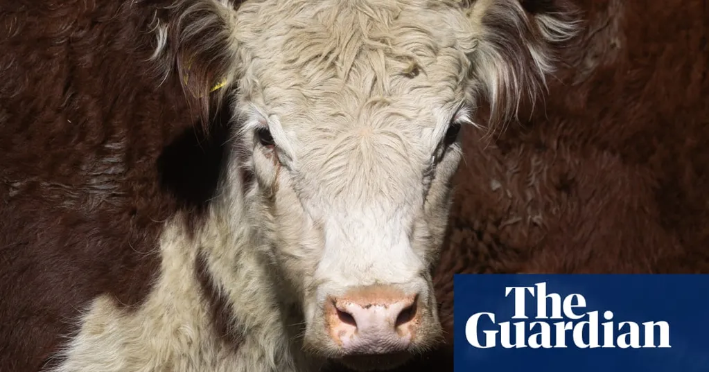 Australian man charged with cattle theft after $100,000 load of bull semen found