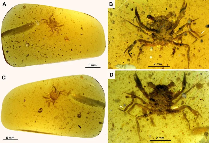 Meet The 'Zombie Crab' Once Thought To Be A Myth. Hint: It Was Trapped In Amber For 100 Million Years