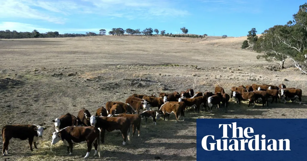 'Desolate': farmers in NSW's west battle drought as east coast mops up after floods