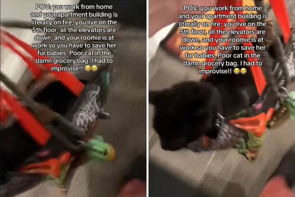 Man improvises while saving roommate's pets after fire breaks out