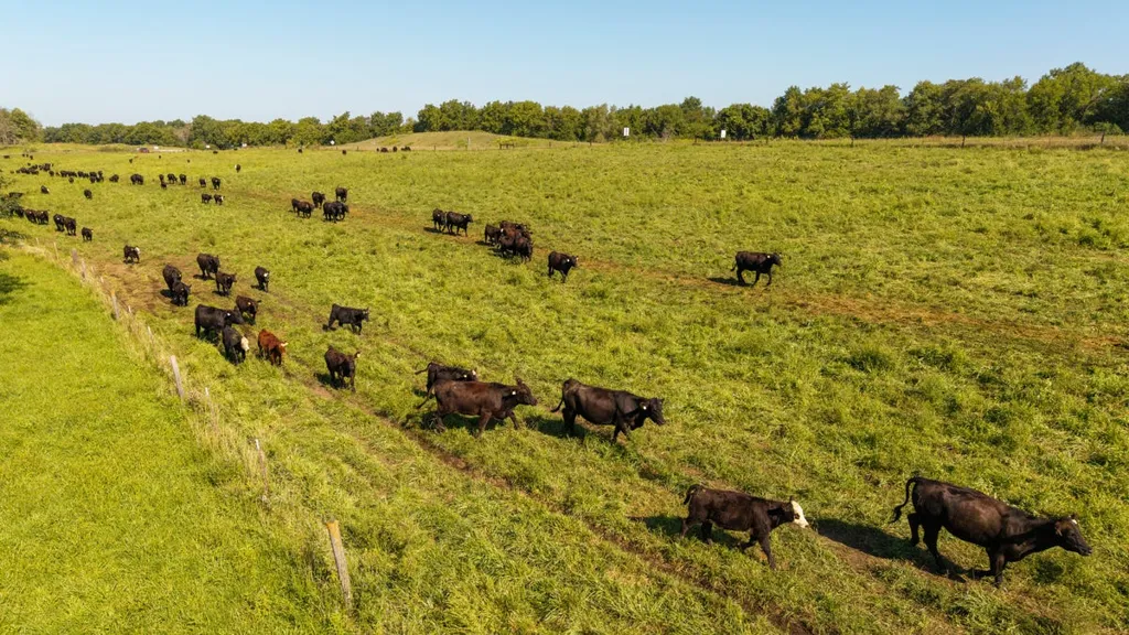 Iowa House bill would prevent lawsuits against farmers for 'cow farts'