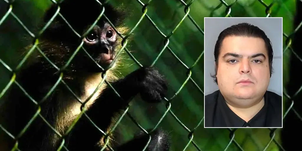 'Deeply disturbing' animal cruelty operation involving baby monkeys busted by ICE investigation