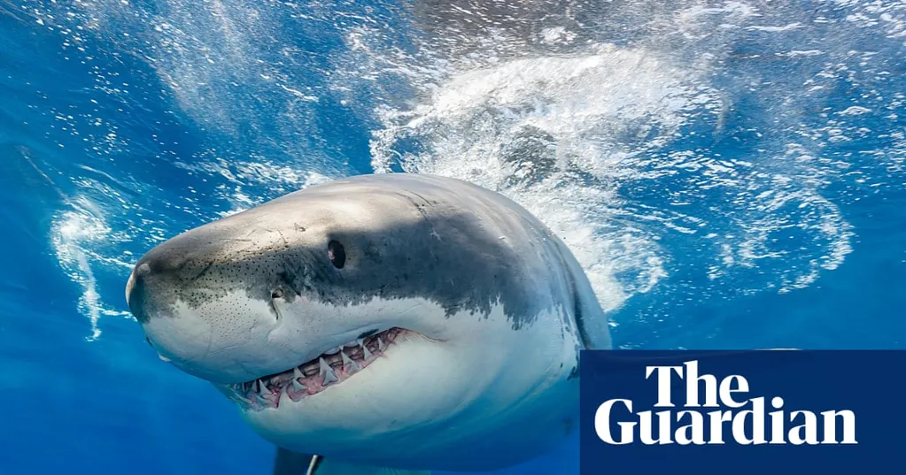Toothless sharks? Ocean acidification could erode predator's vital weapon, study finds