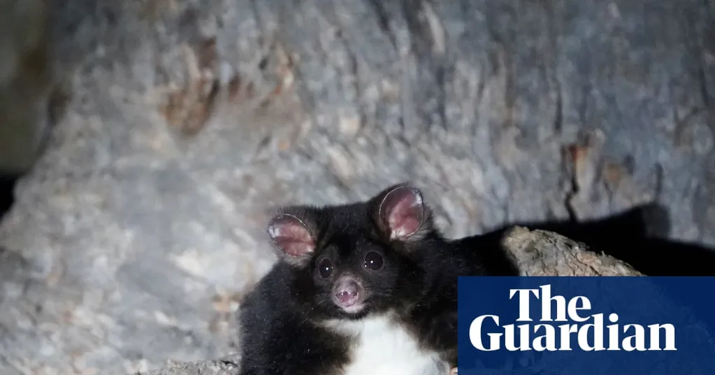 Former NSW Labor minister condemns Forestry Corporation after greater glider 'den trees' found at planned logging site