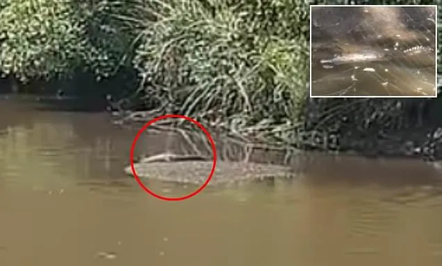 Alarm as crocodile is spotted behind a Bunnings