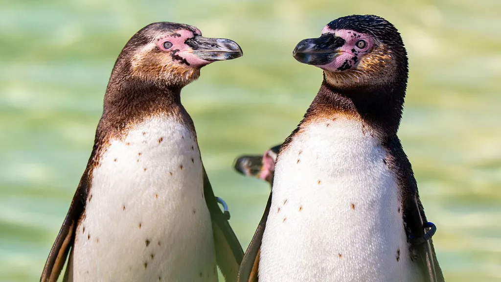 Gay penguin couple Scampi and Flounder are stepping up to raise chick