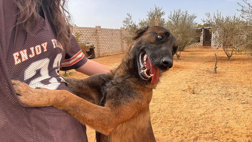 Inside holiday hotspot dog torture crisis: From rape to at-home 'vets'