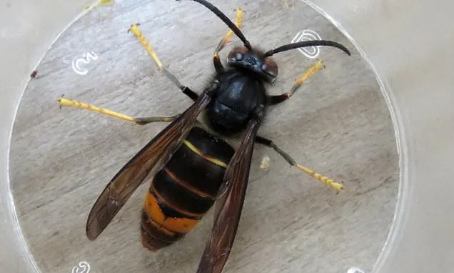 Deadly Asian hornets may be 'established' in the UK, expert warns