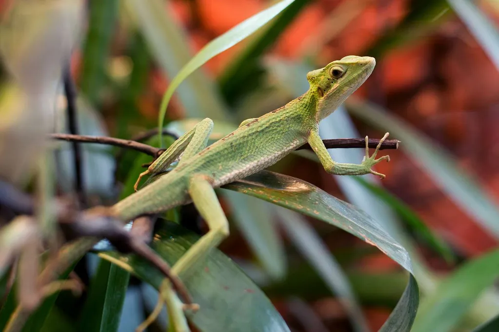 Female Iguana Celebrated for Rare 'Virgin Birth' After Going No Contact with Male Iguanas